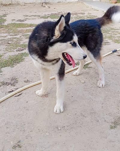 Siberian Husky Available For Sale