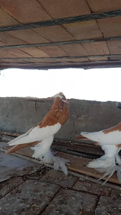 Fancy Pigeon Breeds gubary
