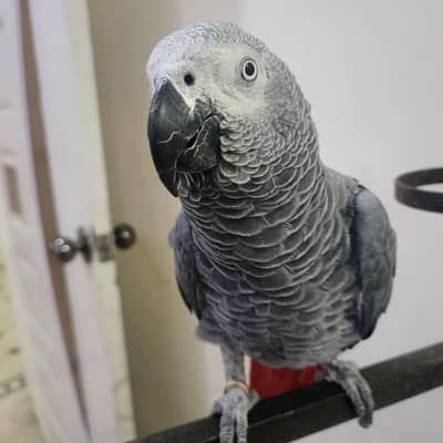 African Grey Parrot Hand Tmed