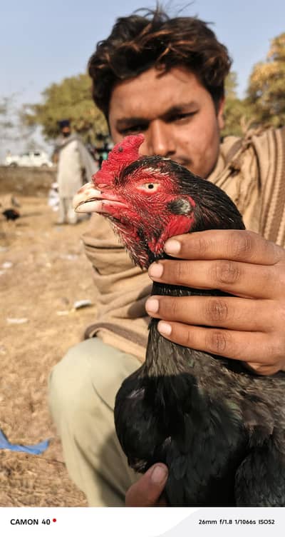 top quality old blood line breeder