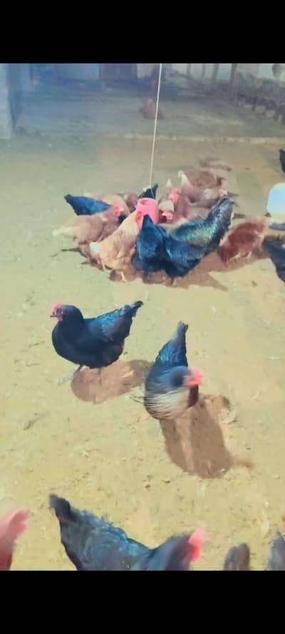 Premium Lohmann Brown hens for sale