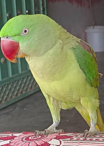 rawa parrot  sell