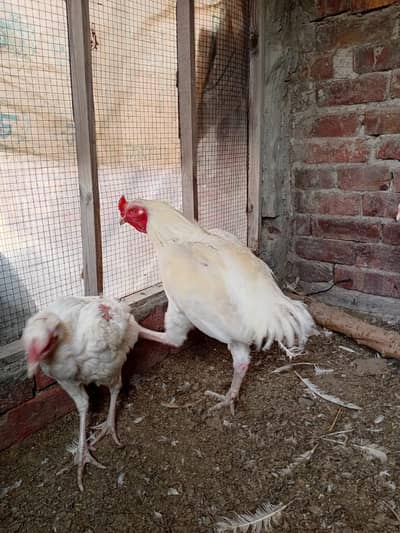 paper White Heera aseel