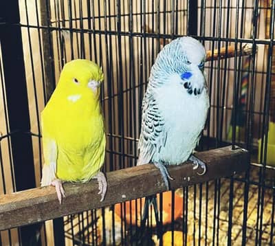 Exhibition TCB budgie