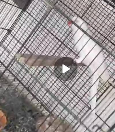 Breader female contact whatapp