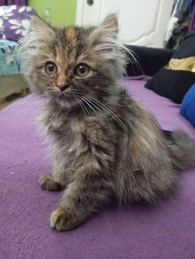 Grey Golden Persian Cat