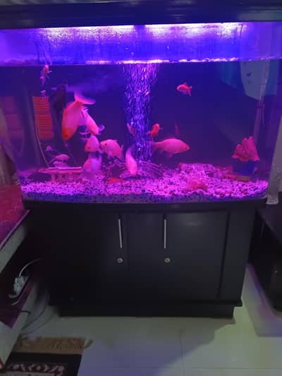 Imported aquarium for sale with fishes