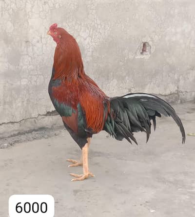 aseel hen female or male