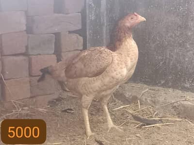 aseel hen female or male