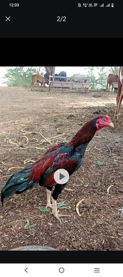 Mianwale aseel breed