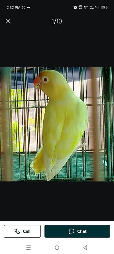 love bird mix breed full setup for sell with 2 master folding cage