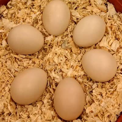 Golden heavy buff fertile Eggs for sale