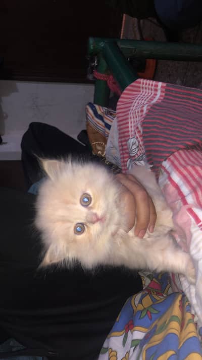 Golden Persian Kitten Female - Healthy & Mannered