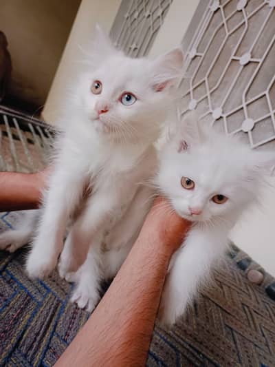 Persian kitten couple for sale