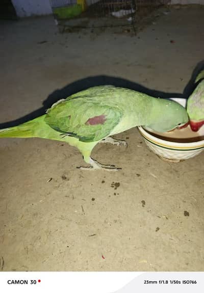 Kashmir raw paroot My whatshapp number 03013564778 for sale