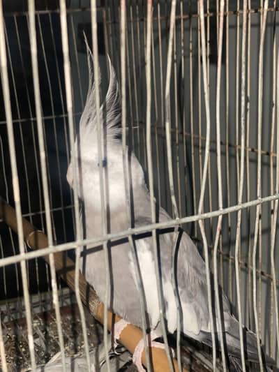 Parrots for sale