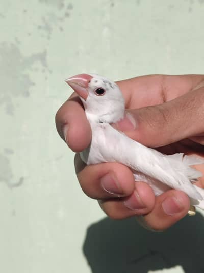 java brid chicks all will be sale to one person