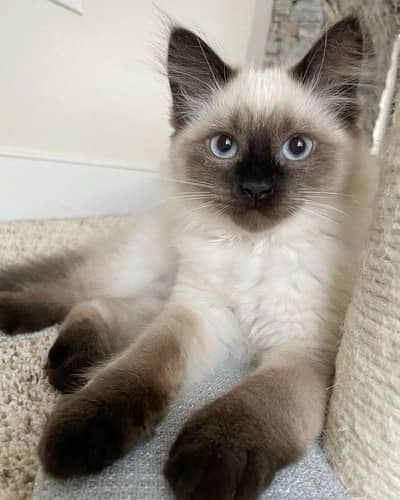 siamese female cat