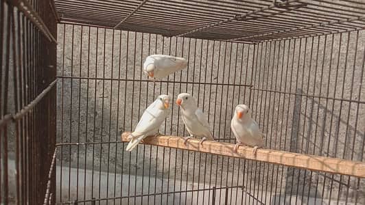 Albino split red eye