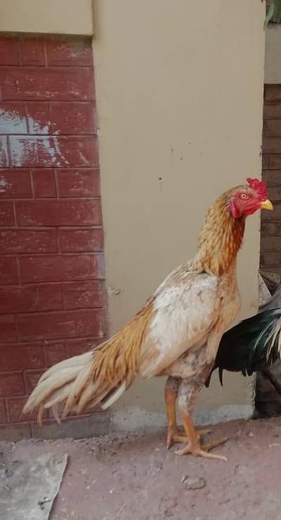 Aseel peela patha / murga /aseel