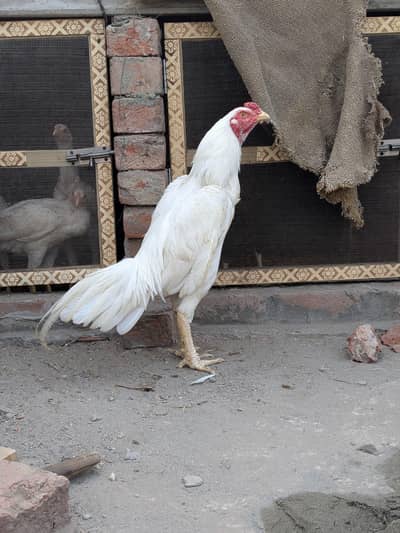 Heera white male Heera female and quality chicks for sale