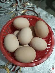 golden heavy buff fertile eggs for sale