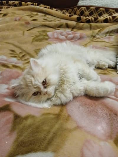 I am selling my male cat triple coated full healthy and play full