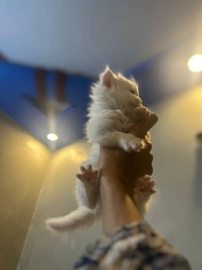 Persian kittens  white bule eyes