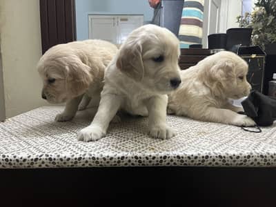 Golden retriever puppies