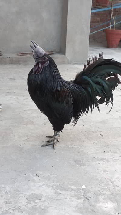 Ayam Cemani Gray Tongue Male for Sale