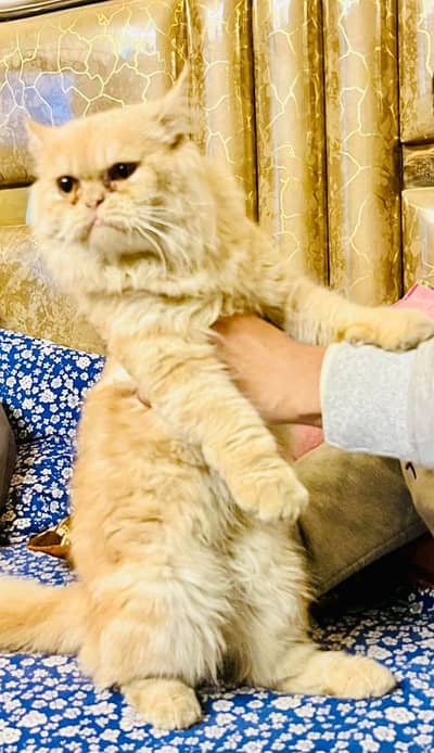 cats male or female both