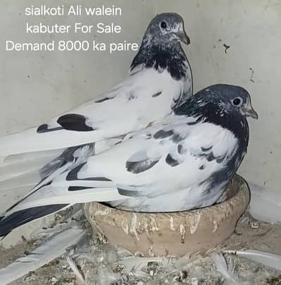 Sialkoti Neeldumeh Fab Walein Kabuter For Sale