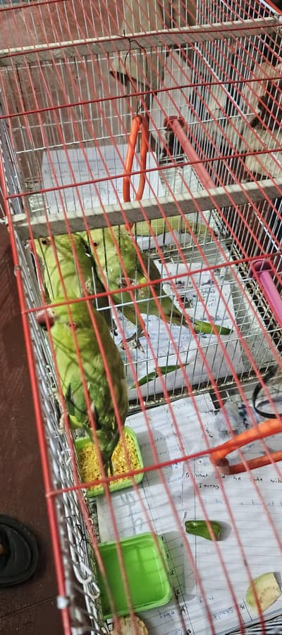 1 female & 1 pair for sale with cage