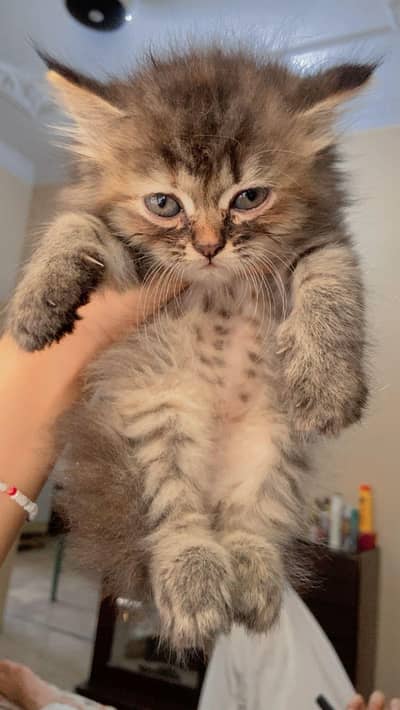 Persian kitten