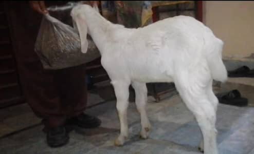 Pure Gulabi male breeder quality 2month