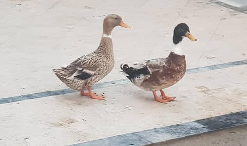 DESI DUCKS PAIR