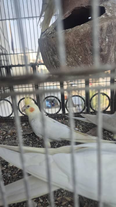 cream cockatiel  red eyes
