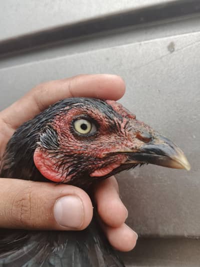 Aseel hens available