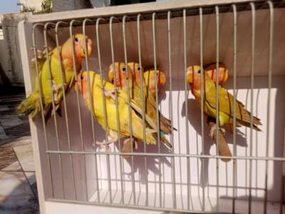 love bird Astralion Pathay