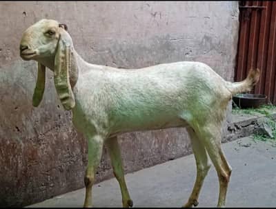 Chini Bakri Healthy And Active for Sale