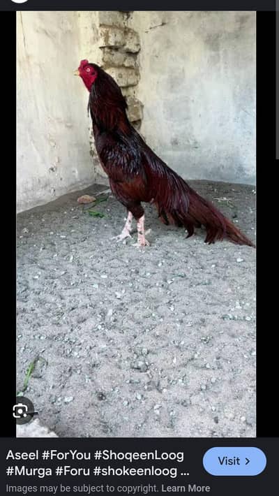 Shokeen Log Numan bhai K For You ka patha  Age 10 month  He