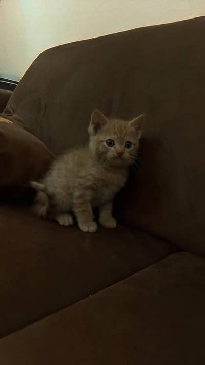 1 pair Persian breed