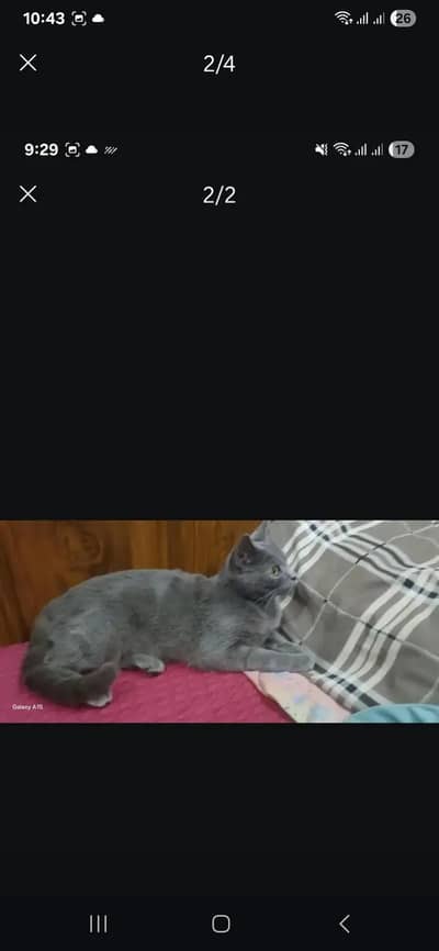 Russian Blue cat