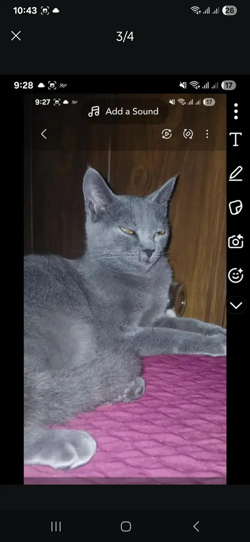 Russian Blue cat — photo 2