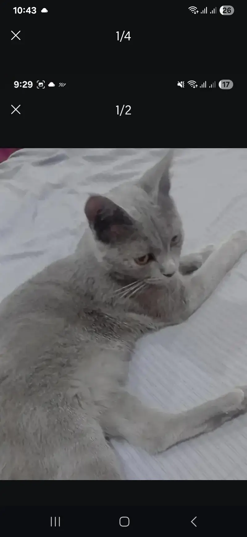 Russian Blue cat — photo 4
