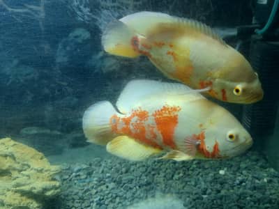 Oscar Fish Pair