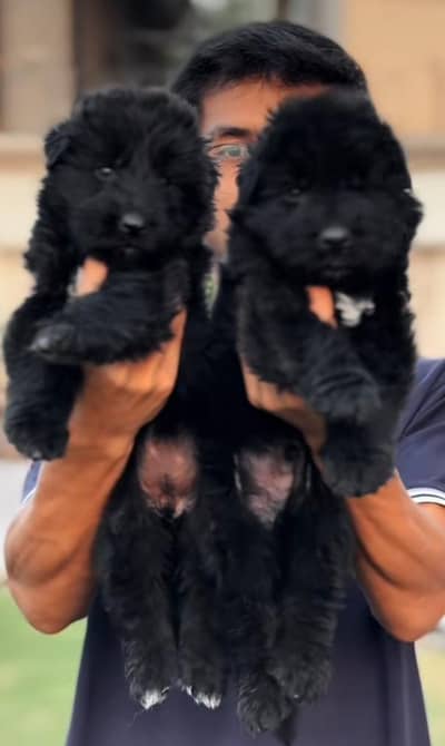 German shift cross dog for male