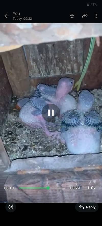 MashaAllah karshmiri raw jmbo size chicks