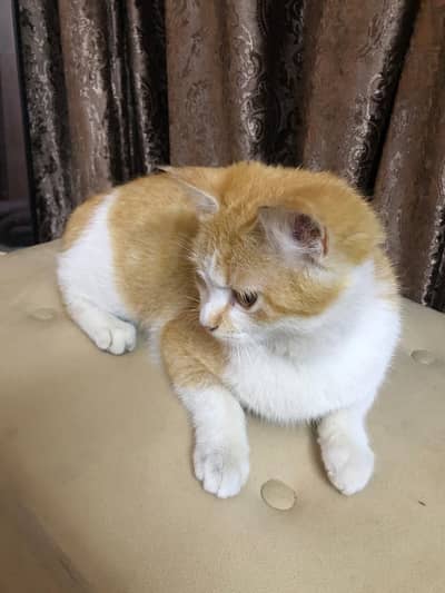 Kitten female persian double coated