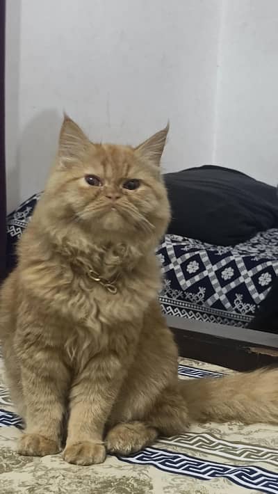 wash room tran nice look loving cat